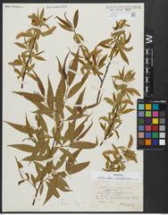 Foto von Salix alba L. x Salix babylonica L.